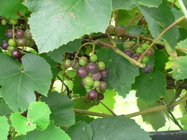 Cafe in the heart of Auckland wine growing region