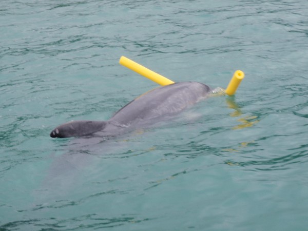 Moko the Dolphin in Whakatane