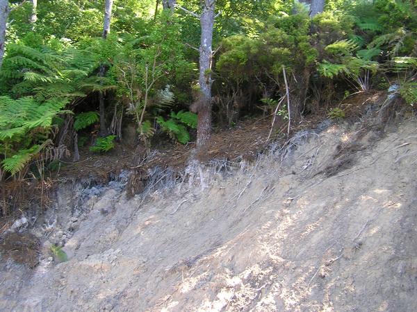 Recent rain and flooding have cause significant damage to the track from Hahei to Cathedral Cove