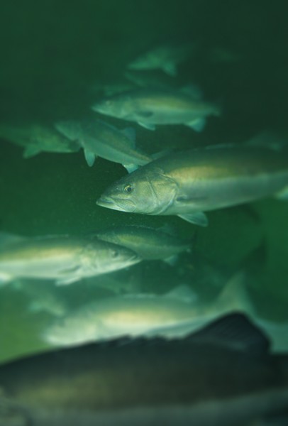 Adult hapuku at Bream Bay