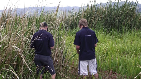EW summer students Chelsea Sharp and Luke Sinclair looking at Manchurian wild rice.