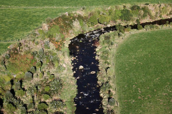 Established riparian planting on the Taranaki ring plain. When the riparian project is completed, there will be 17,500 km of such fencing and planting.