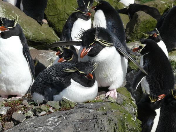 Rockhopper penguin