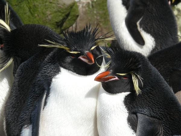 Rockhopper penguin at Campbell island