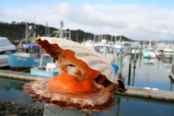 Whitianga Scallop Festival