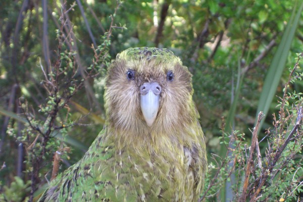 Sirocco the k&#257;k&#257;p&#333; named a conservation ambassador 