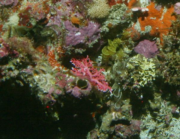 A sponge garden with gorgonians