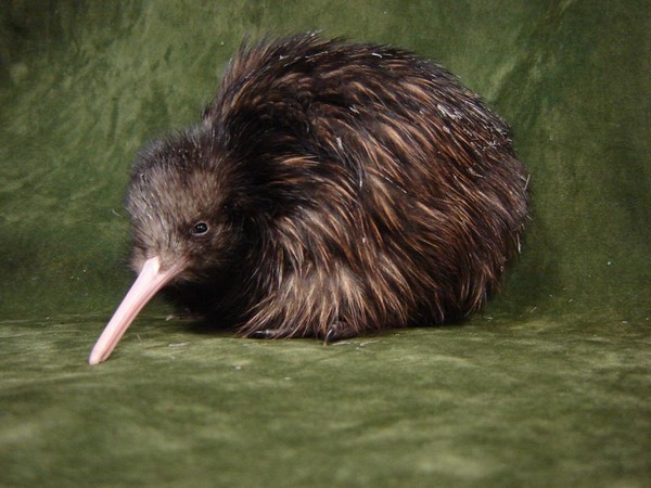 Tango the kiwi