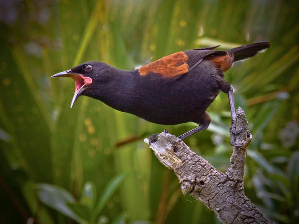 Tieke (saddleback)