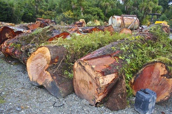Photos of healthy tree trunks