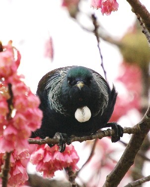 A tui in a flowering cherry tree at Maungakawa Scenic Reserve, near Cambridge