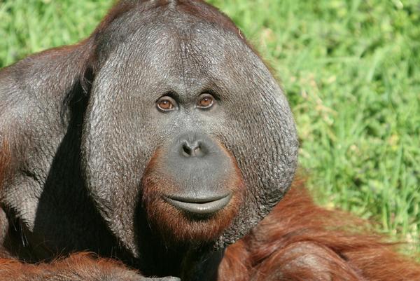 Bornean orangutan male Charlie 