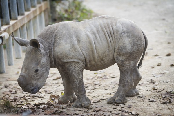 Hamilton Zoo's male rhino calf will keep his nickname 'Bunty' 
