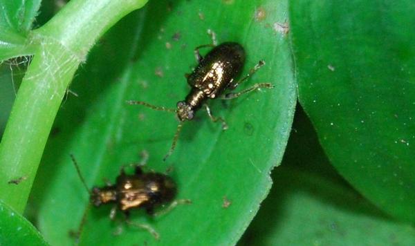 Beetle tackling weed in Te Pahu