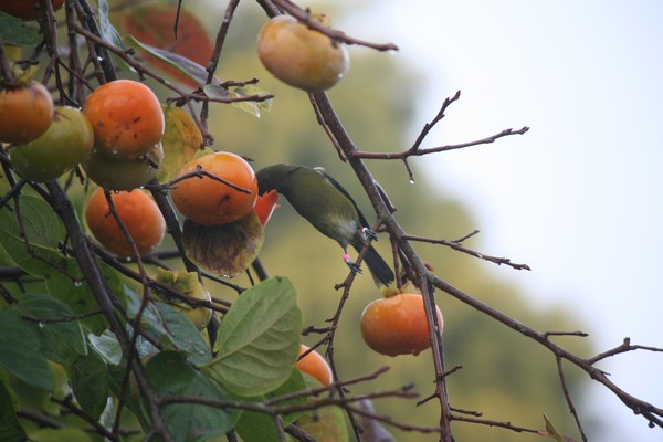 This male bellbird was snapped feeding on persimmons on Cambridge Road.