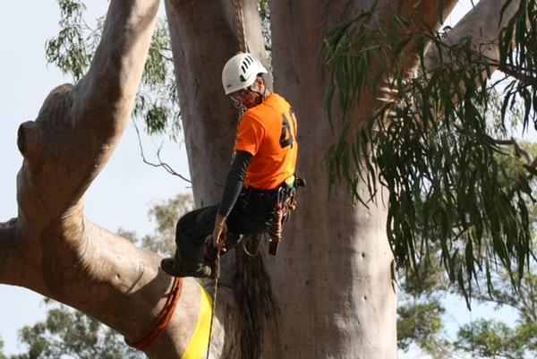 Scott Forrest &#8211; World Tree Climbing Champion and New Zealand Men's Champio