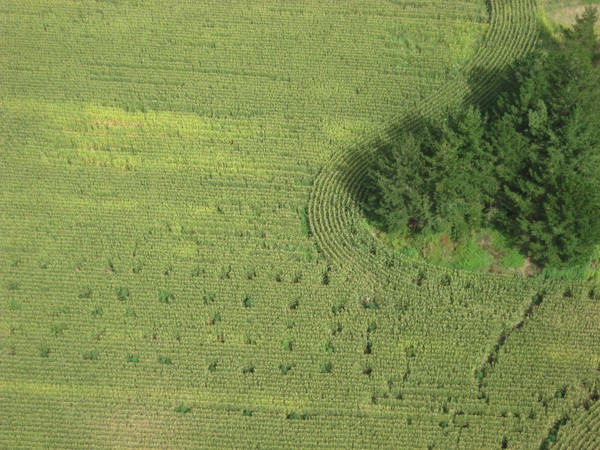 Cannabis discovered in crop of corn by Police at Waihou Bay north of Opotiki on the East coast