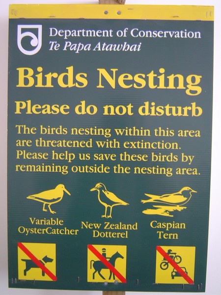 Beachgoers putting birds at risk | infonews.co.nz New Zealand News
