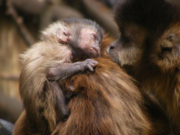 Jessie's 3-week old baby, pictured looking at Drucilla