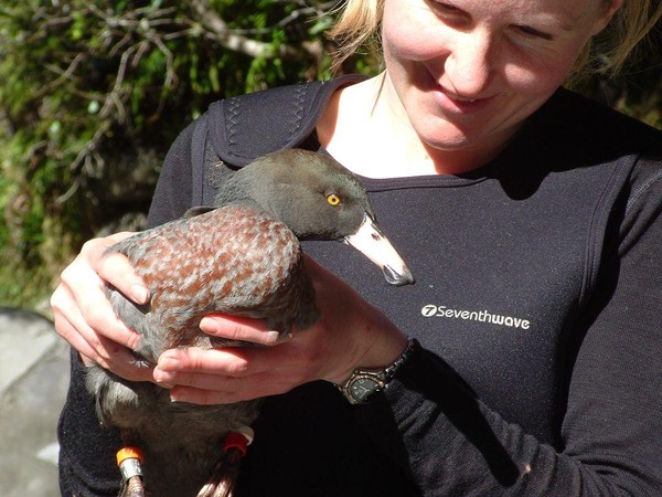 he whio, or blue duck, is one of New Zealand's most endangered birds.