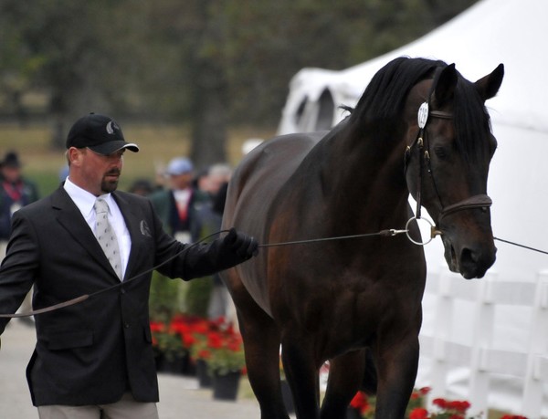 New Zealand's showjumpers at the World Equestrian Games in Kentucky.