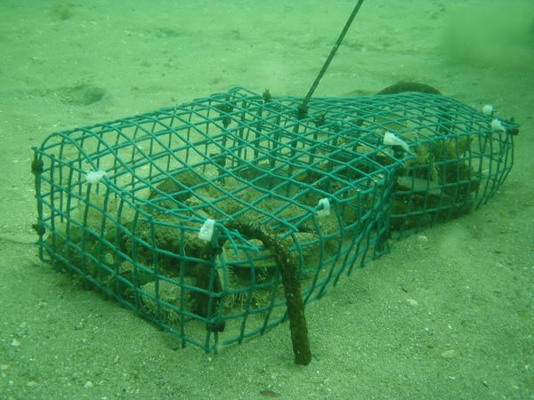 The experiment in the Firth of Thames