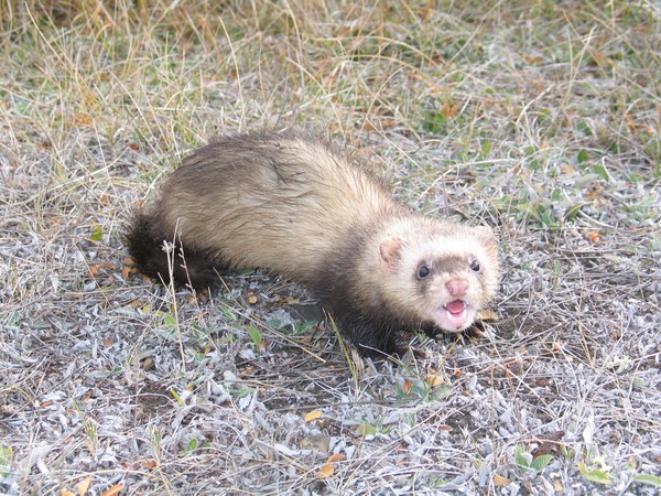 A ferret