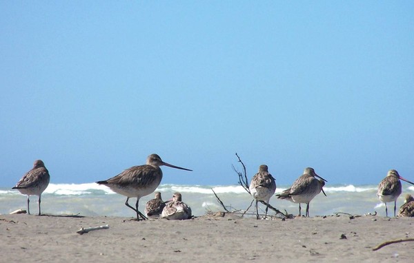 Godwits at South Shore Spit Reserve (end of Rocking Horse road)