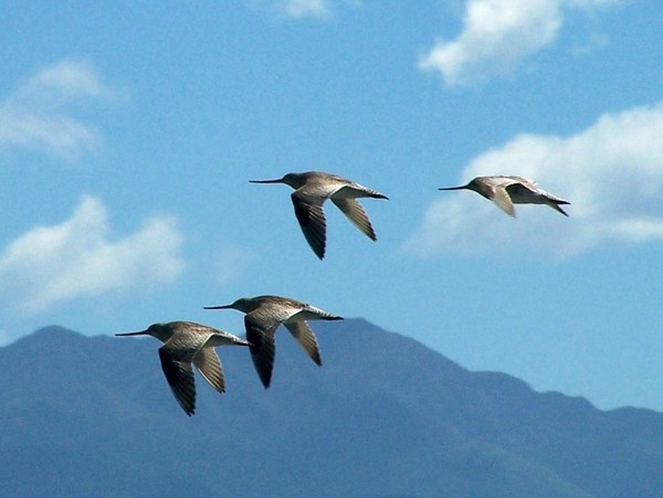 Godwits at South Shore Spit Reserve (end of Rocking Horse road)