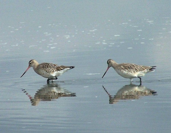 Godwits at South Shore Spit Reserve (end of Rocking Horse road)