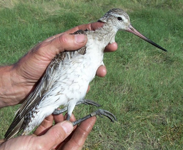 Godwits at South Shore Spit Reserve (end of Rocking Horse road)