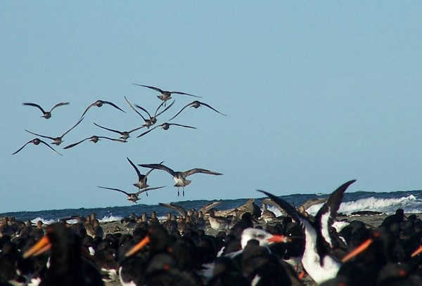 The farewell ceremony will be at the South Shore Spit Reserve (end of Rocking Horse road) on Wednesday at 6 pm