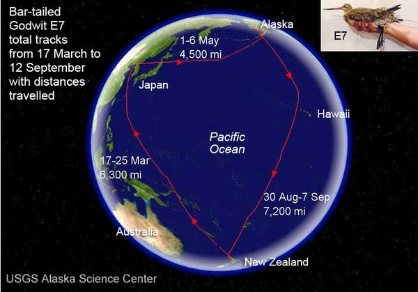 Bar-tailed Godwit Updates