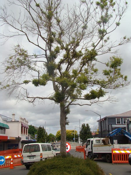 One of the Oriental Plane trees that will be removed and replaced shortly. 