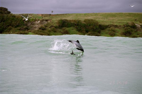 www.adoptadolphin.co.nz