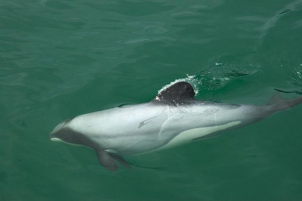 Maui's Dolphin - endangered