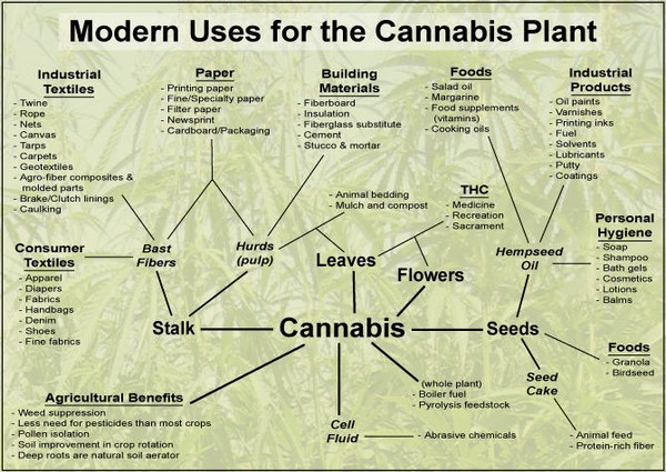 Modern Uses for the Cannabis Plant