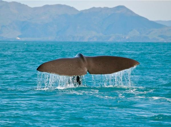 Whale Watching in Kaikoura NZ