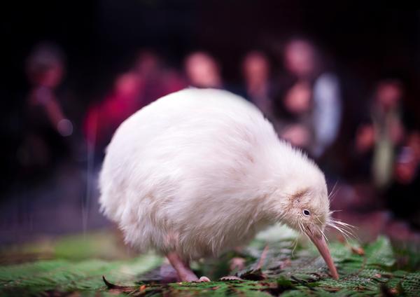 Manukura, the rare white kiwi.