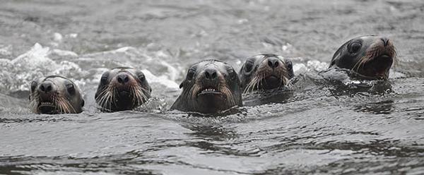 Inquisitive NZ sea lion pups in Laurie Harbour, headwaters of Port Ross. 