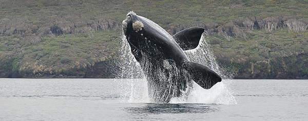 A Southern Right Whale breaches in Port Ross.