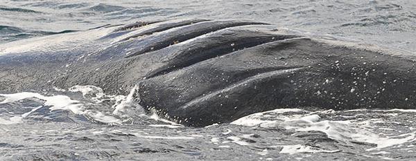 A Southern Right Whale with ship prop marks on its back. 