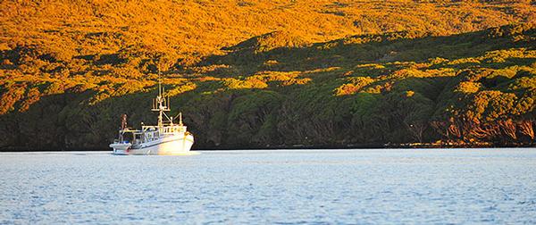 Polaris II steams down Port Ross in the morning light. 