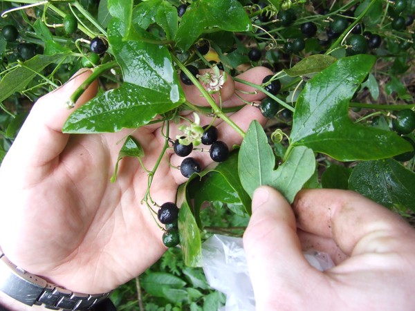 The mystery passionfruit-like plant found in Whangarei and which the Northland Regional Council is hoping an overseas expert can positively identify