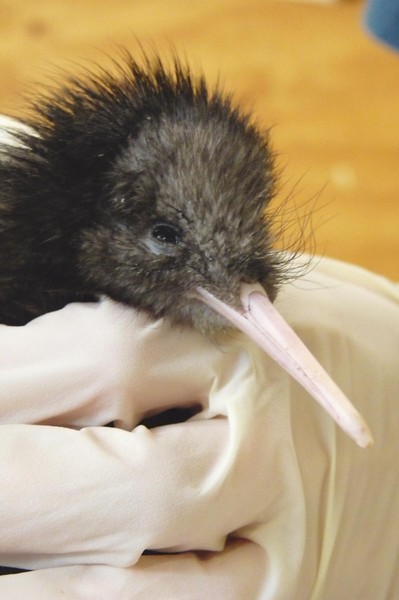 Piwi - the tiny kiwi - at two weeks old.