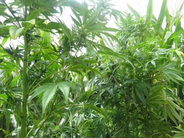 Cannabis recovered by Police at Waihou Bay north of Opotiki on the East coast