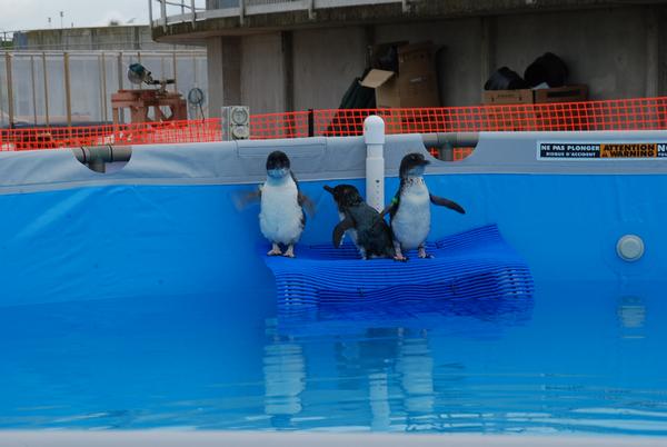 Penguin Pool