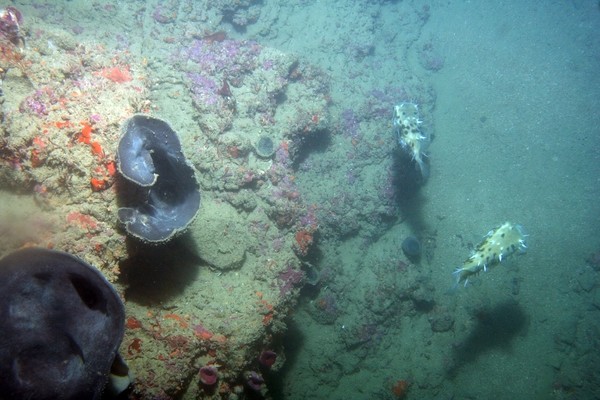 Reef edge.  Large purple cup sponges, bright orange encrusting sponge, pink coralline algae, the occasional primnoid gorgonian and two puffer fish.