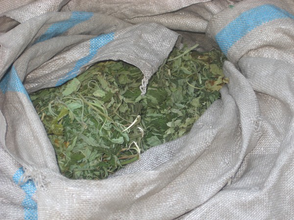Cannabis recovered by Police at Waihou Bay north of Opotiki on the East coast