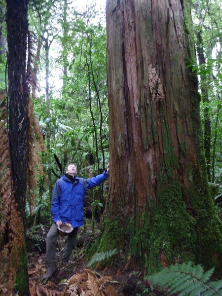 Russel and ancient Totara